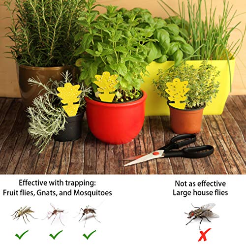 12 Pcs Fruit Fly Sticky Traps, Fungus Gnat Traps Killer Insect Trap for Plants Kitchen
