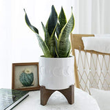 White Ceramic Plant Pot with Stand - 6.3 Inch Crescent Moon Embossed Cylinder White
