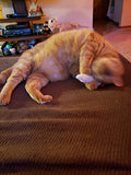Crochet Catnip Doobie. Made by Gentree on AMAZON