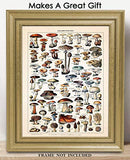 Vintage Mushroom Poster Print - (11x14) Unframed Photo