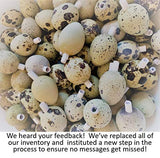 Surprise! Quail Egg Pregnancy Announcement