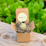 Surprise! Quail Egg Pregnancy Announcement