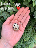 Surprise! Quail Egg Pregnancy Announcement