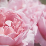 Jurlique Rose Hand Cream