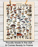 Vintage Mushroom Poster Print - (11x14) Unframed Photo