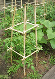 GROW!T HGBB2 - 2 Foot Long Bamboo Stakes, Natural Finish, (Pack of 25) - Strong