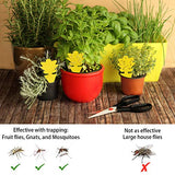 12 Pcs Fruit Fly Sticky Traps, Fungus Gnat Traps Killer Insect Trap for Plants Kitchen