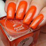 Parrot Polish Sun Conure Orange