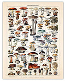 Vintage Mushroom Poster Print - (11x14) Unframed Photo