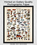 Vintage Mushroom Poster Print - (11x14) Unframed Photo