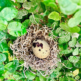 Surprise! Quail Egg Pregnancy Announcement