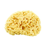 Natural Sea Sponge - AfterSpa Beauty - No Matter Your Skin Type, This Product Helps Keep It Clean and Radiant in A Natural Way with A Gentle Exfoliation.