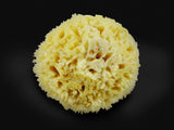 Premium Natural Sea Wool Sponges - 2 Soft Real Sponges 6"-7" (Large) & 3"- 4" (Medium); Perfect Luxury Gift for Bath, Shower and Cosmetic Facial Cleansing by Constantia Beauty