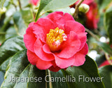 100% Pure Japanese Camellia Seed Oil - Authentic Tsubaki Oil - Japonica - Cold Pressed, Unrefined - Nourish, Moisturize with Natural Antioxidants, Hair and Skin - Rich in Vitamin E - 60ml