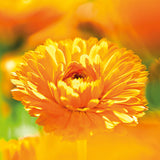 Weleda: Calendula Toothpaste, 2.5 oz (5 pack)